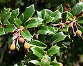 Berberis darwinii