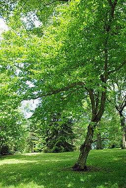 Betula grossa tree