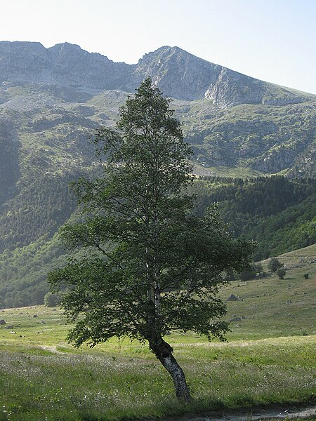 File:Betula pubescens.jpg