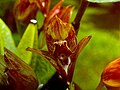 Bifrenaria wittigii flower