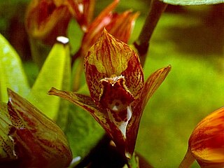 <i>Bifrenaria wittigii</i> Species of orchid