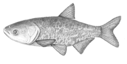 Bighead carp b.gif