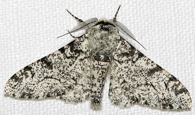 The typical white-bodied form of the peppered moth