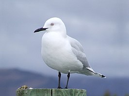 Zwartsnavelmeeuw