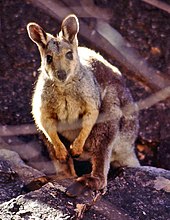 Black-flanked rock-wallaby near Uluru (Petrogale lateralis)