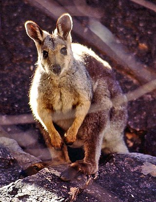 <span class="mw-page-title-main">Black-flanked rock-wallaby</span> Species of marsupial