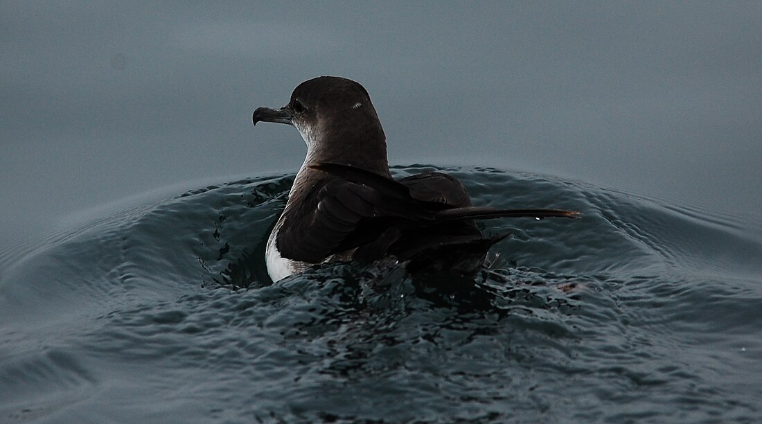 Black-vented shearwater