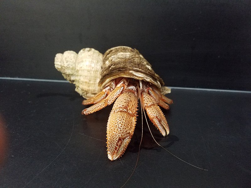 File:Black Eyed Hermit Crab 20210114 111707 2-6.jpg