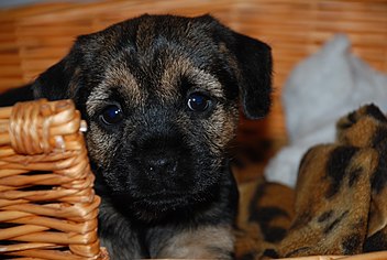 Border terrier puppy