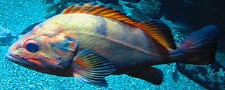 <i>Sebastes melanostictus</i> Species of fish