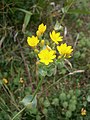 Blackstonia perfoliata