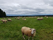 Typowy Północny Schwarzwald stado owiec jesienią. Z dalekim widokiem na Bad Wildbad - Aichelberg i Albę Szwabską.