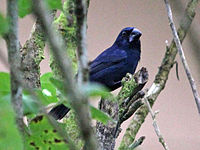 Grosbeak, Blue-black Cyanocompsa cyanoides