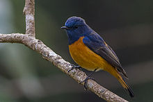 Blue-fronted redstart at Rolep Pakyong District Sikkim Blue-fronted Redstart Aritar Sikkim India 7th January 2014.jpg