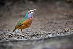 Thumbnail for Blue-rumped pitta