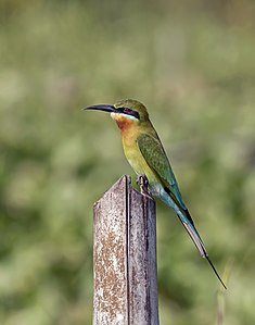 Blue-tailed bee-eater (Merops philippinus)