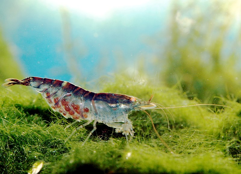 File:BlueTigerShrimpEgg.jpg