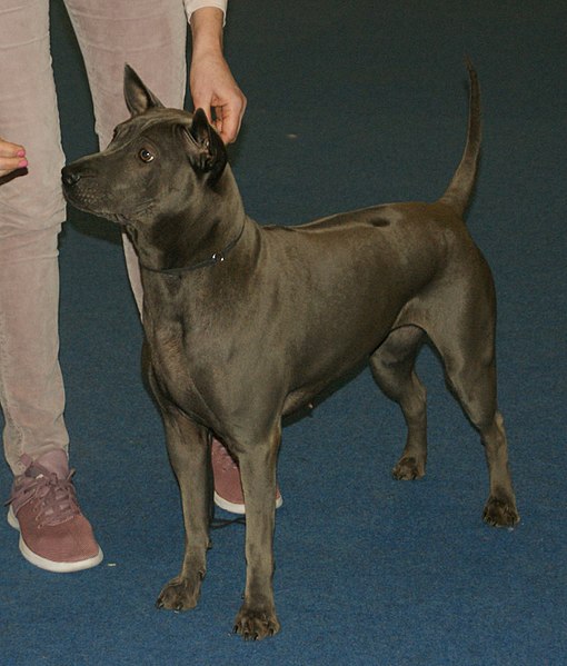 File:Blue Thai Ridgeback.jpg