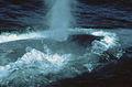 대왕고래의 물뿜기