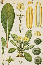 Vignette pour Primula vulgaris