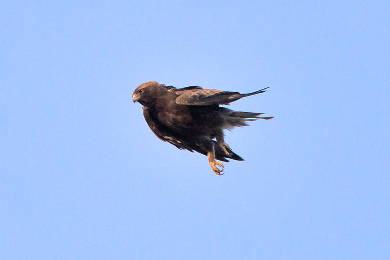 File:Booted eagle 1.jpg