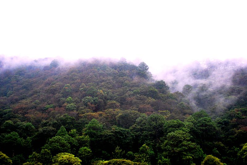 File:Bosque de pino-encino en Chimaltenango.jpg