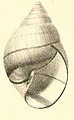 Boston Journal of Natural History, v.7.-Plate 4-fig12-Butimus Zebra.jpg