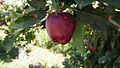 Măr Starkrimson („Bot de iepure”) cultivat în Panciu