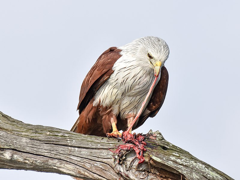 Brahminy kite (Haliastur indus) eating prey, Kabini. Gallery: Birds/Accipitriformes#Genus_:_Accipiter