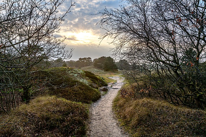 File:Braundünenlandschaft auf Spiekeroog 17.jpg