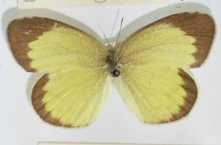 Eurema_brigitta