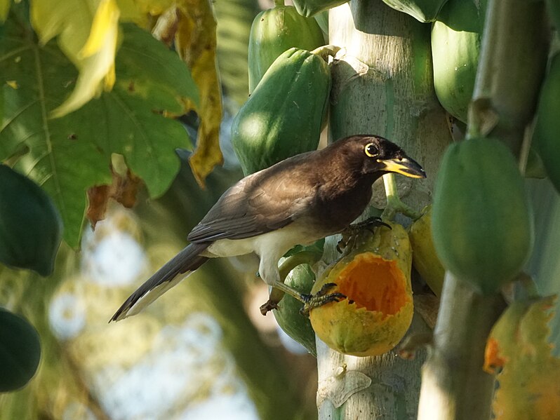 File:Brown Jay (15898498384).jpg