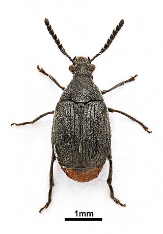 <i>Bruchidius siliquastri</i> Species of beetle