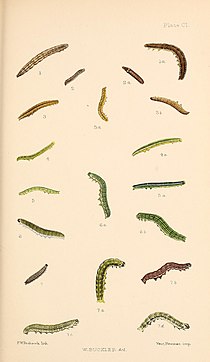 Figs.5, 5a larvae in various stages of growth Buckler W The larvae of the British butterflies and moths PlateCI.jpg