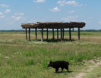 Bugac puszta, Hungria, com abrigo de animais e mudi