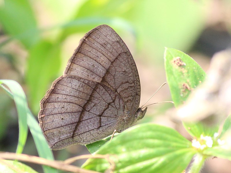 File:Bush brown from Melagiri TN IMG 6526.jpg