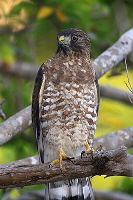 Breedvleugelbuizerd (volwassen, lichte vorm)