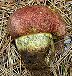 Butyriboletus primiregius¨