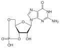 cGMP