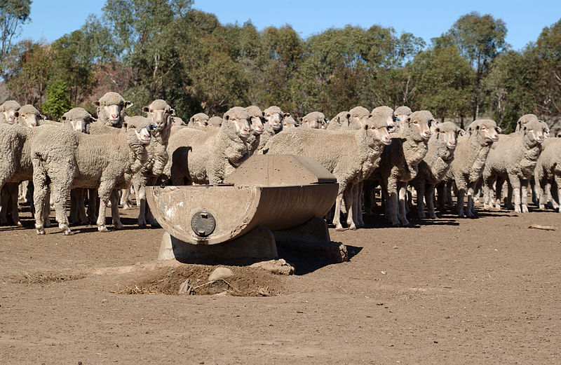 File:CSIRO ScienceImage 3315 Sheep and trough in feedlot.jpg