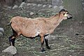 Ficheiro:Cabra en Aldea Grande, Santa Cruz de Ribadulla, Vedra 3.jpg
