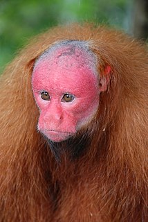 Bald uakari Species of New World monkey