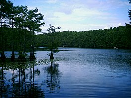 Caddo Lake- Cypress.jpg