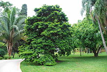 Caesalpinia echinata Tree 3.jpg