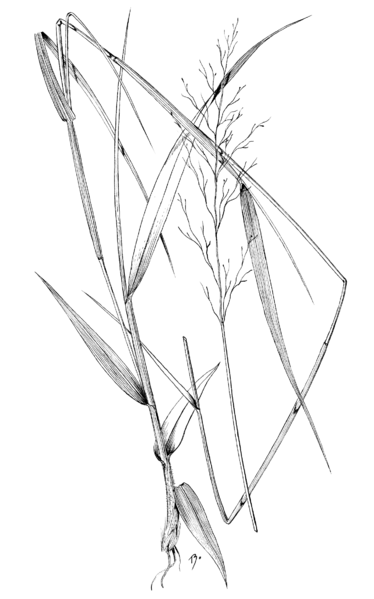 File:Calamagrostis canadensis HC-1900.png