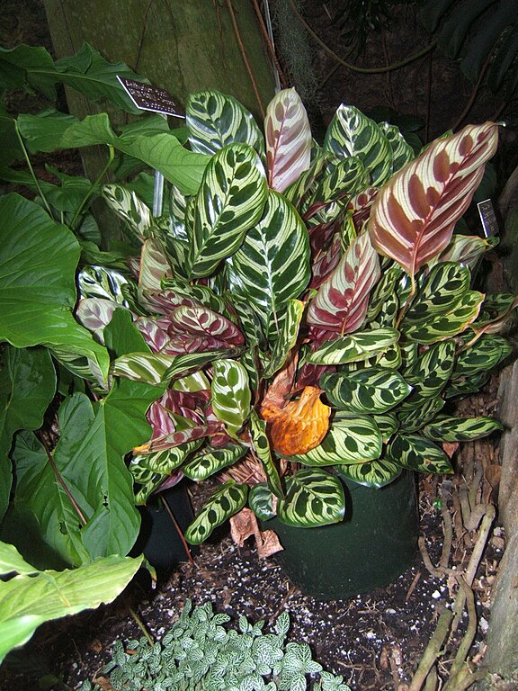 File Calathea  makoyana1 jpg Wikipedia 