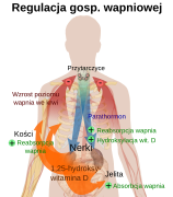 Calcium regulation pl.svg