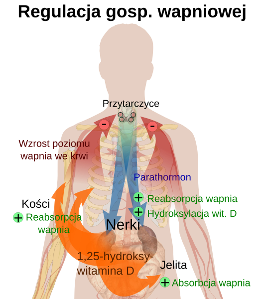 File:Calcium regulation pl.svg