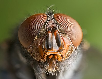 Potret lalat biru (Calliphora vomitoria) di Austins Ferry, Tasmania, Australia.