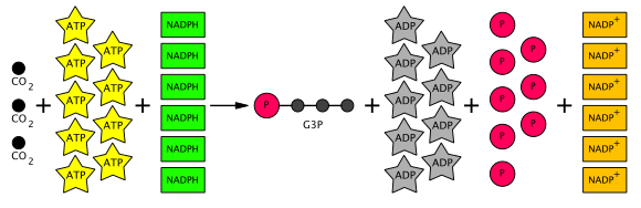 calvin cycle in chloroplast